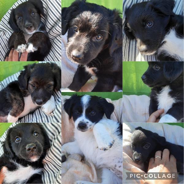 8 Cuccioli Simil Border Collie Di 2 Mesi